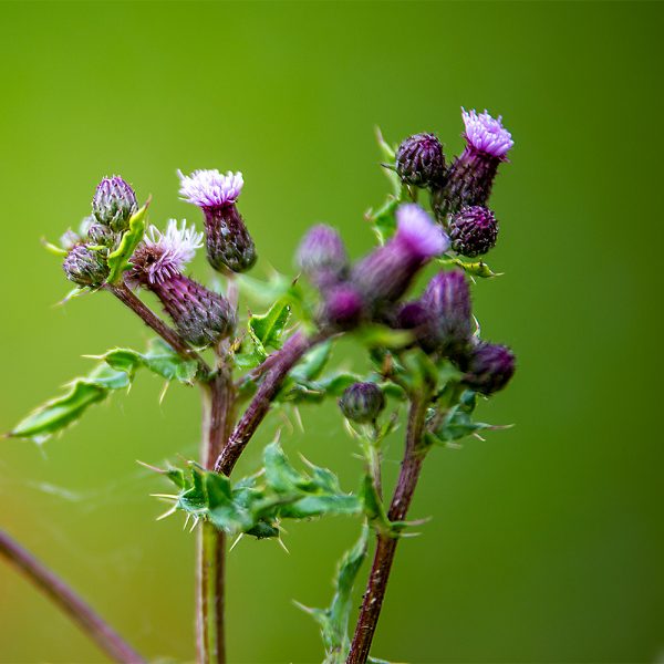 Diestelblüte_Michael_Köhne