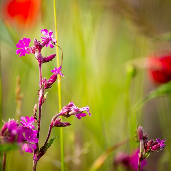 Feldblume_Michael_Köhne