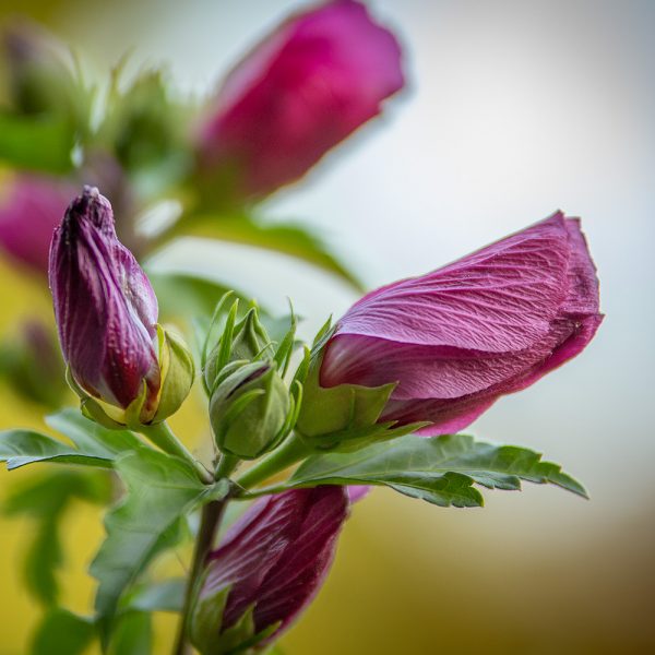 Gartenblume_Michael_Köhne