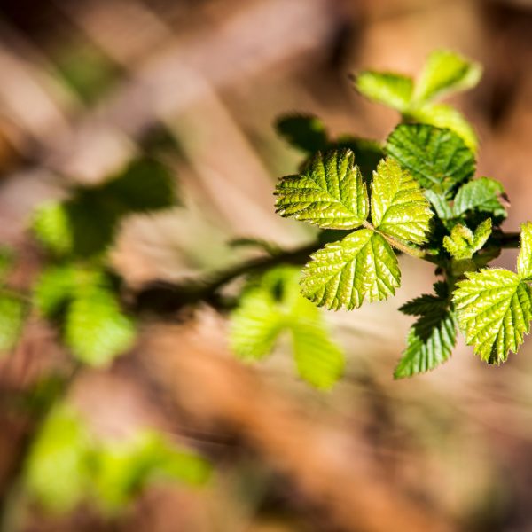 Natur_Köhne_015