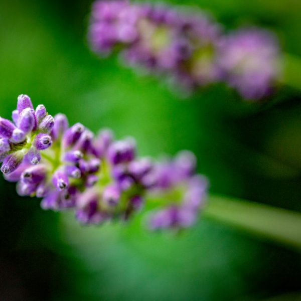 Natur_Köhne_033