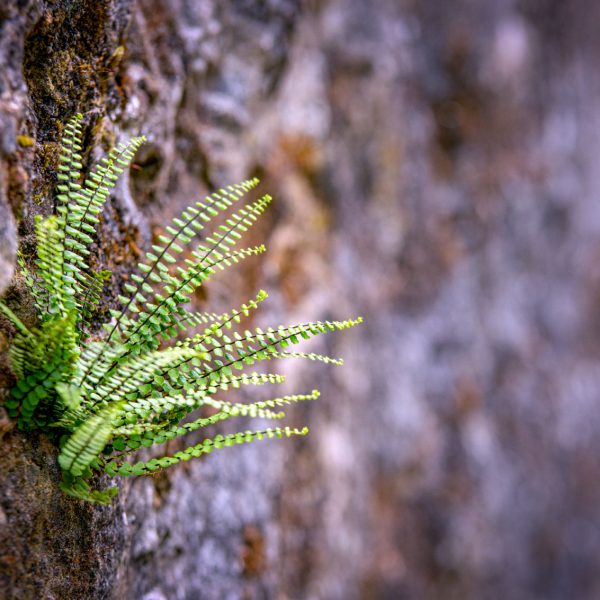 Natur_Köhne_037