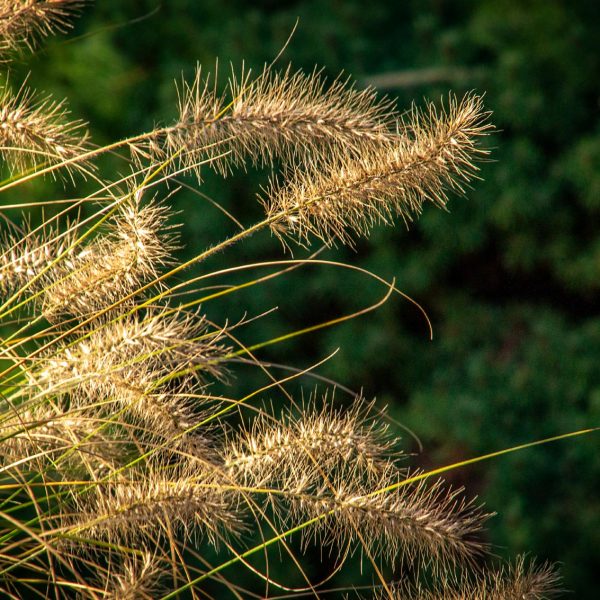 Natur_Köhne_047