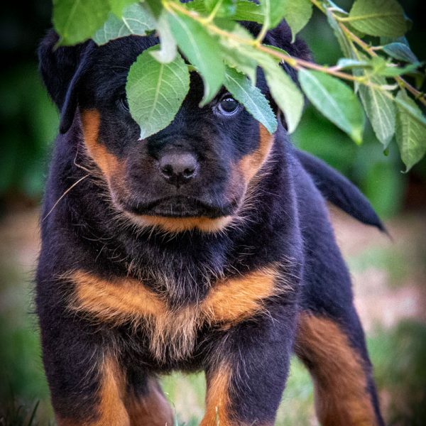 Rottweiler_004