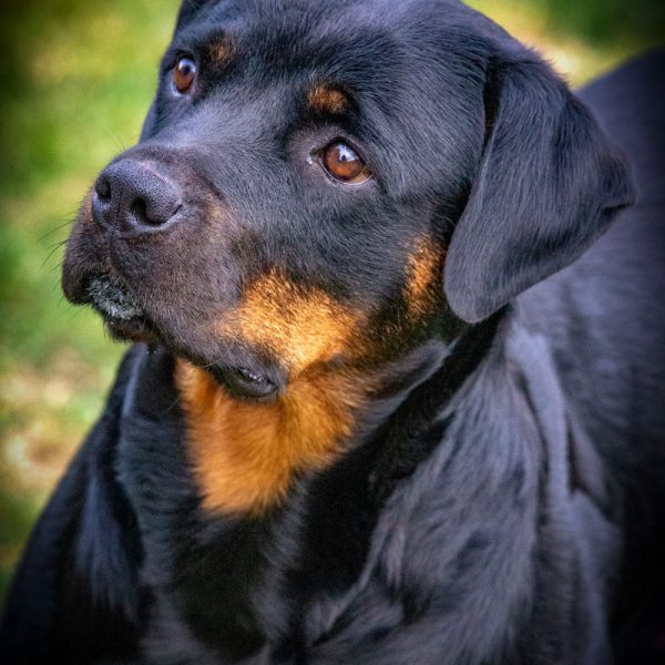 Rottweiler_006