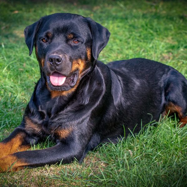 Rottweiler_007