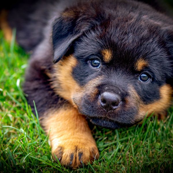 Rottweiler_012