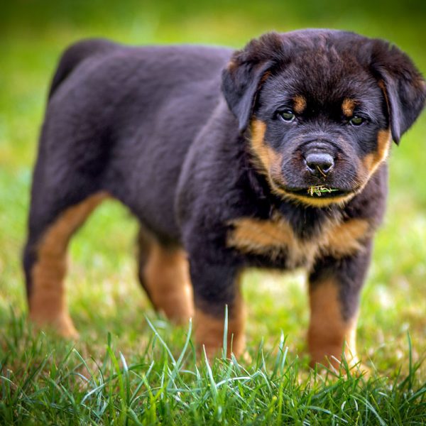 Rottweiler_014