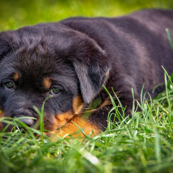 Rottweiler_015