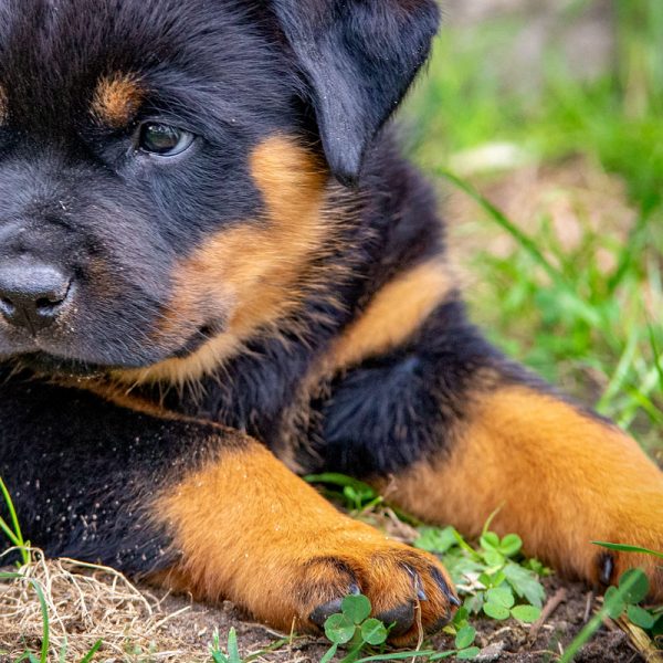 Rottweiler_017