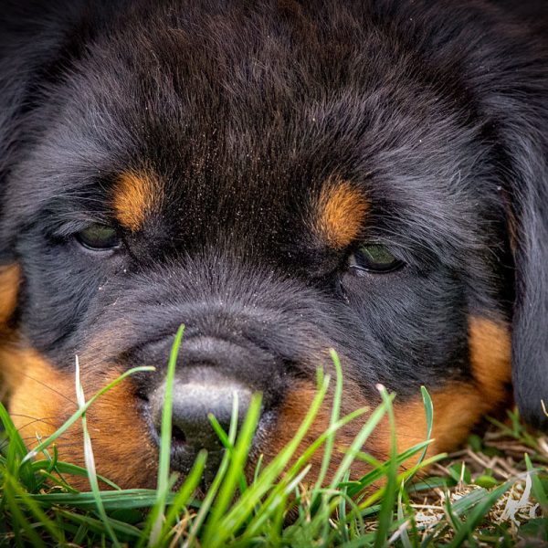 Rottweiler_018