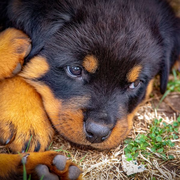 Rottweiler_021