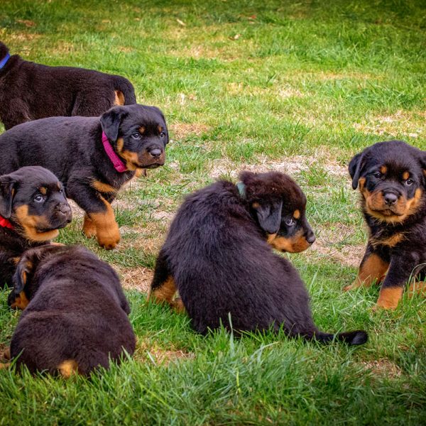 Rottweiler_023