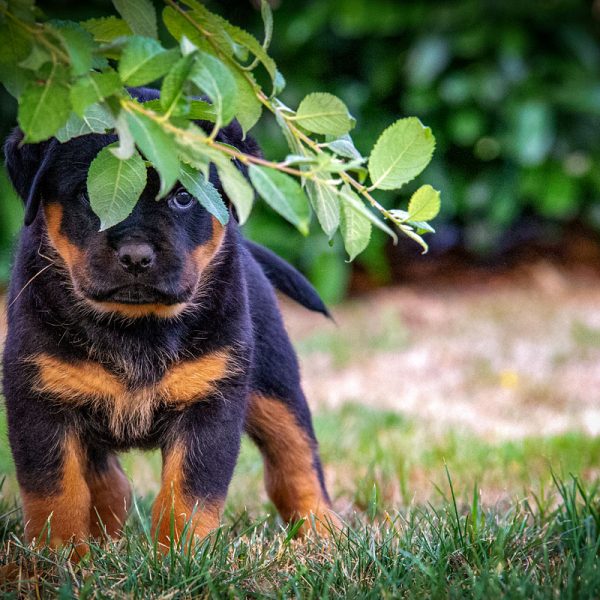 Rottweiler_026