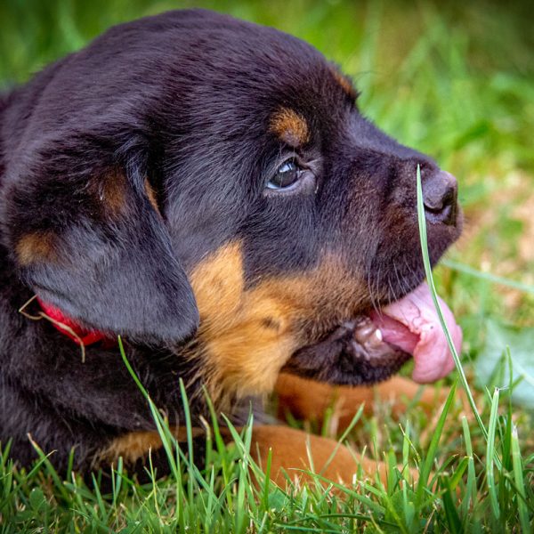 Rottweiler_027