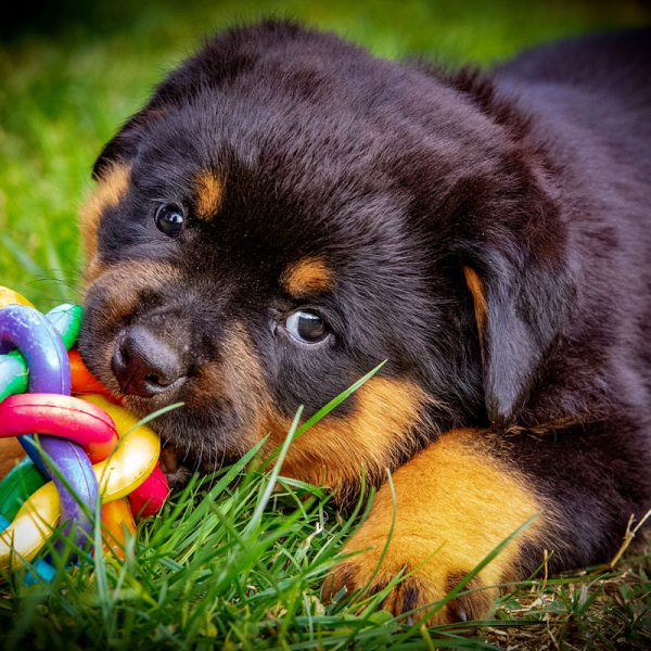 Rottweiler_028