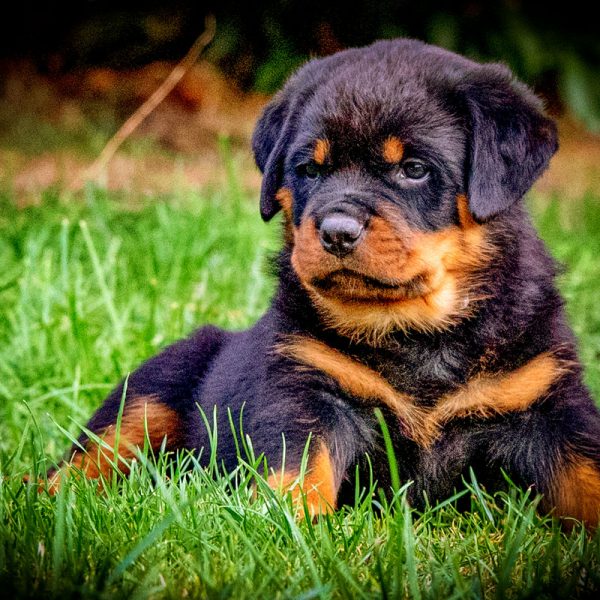 Rottweiler_029