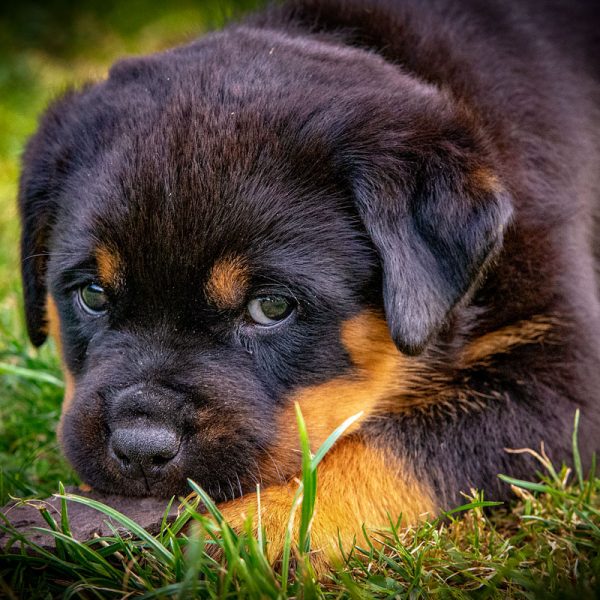 Rottweiler_031