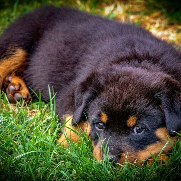 Rottweiler_034