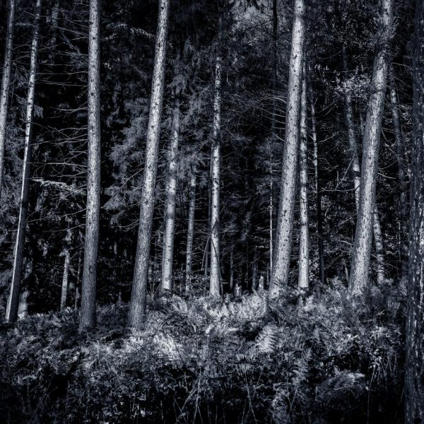 Wald_Köhne_002